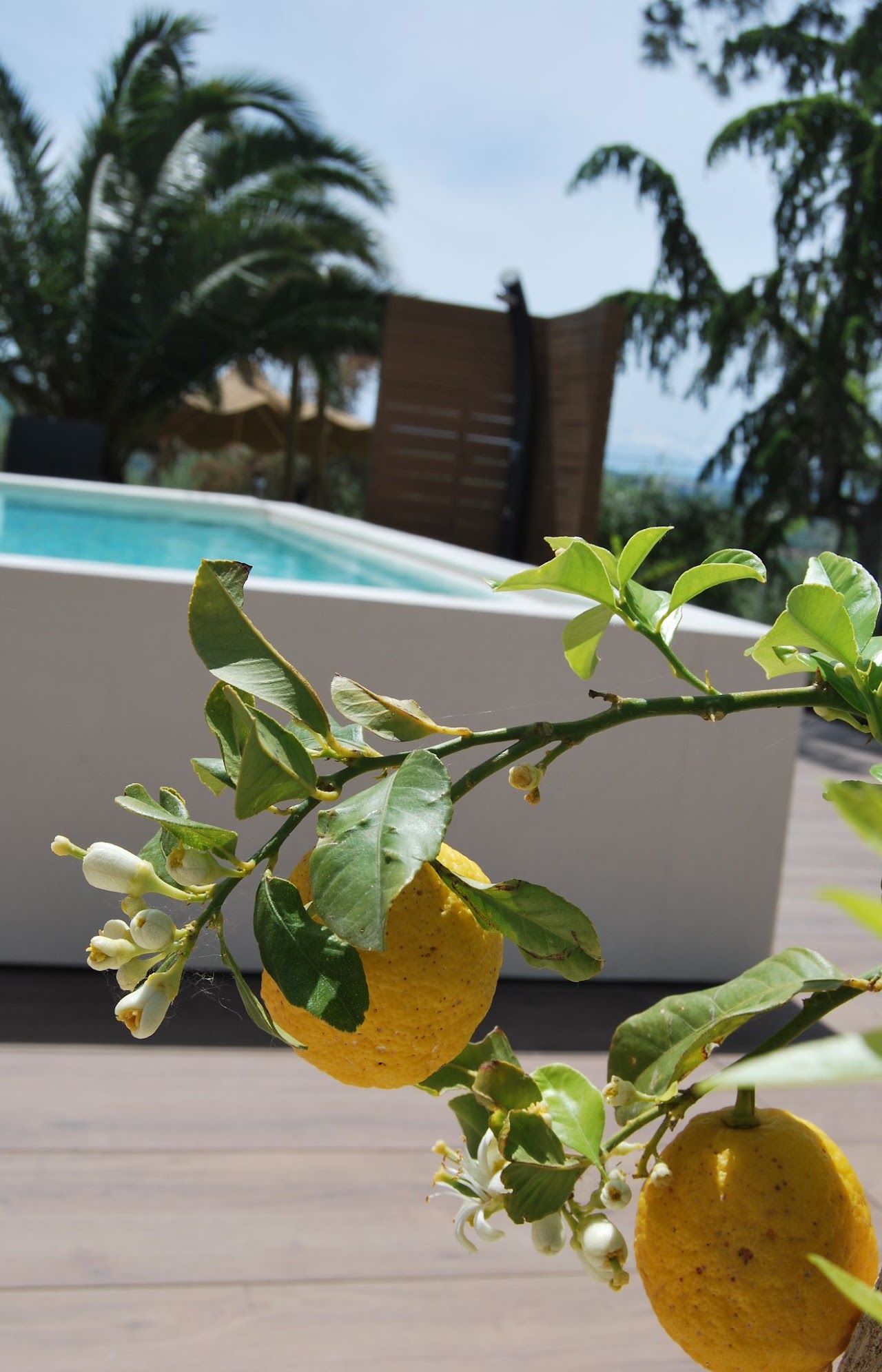 Il B&B Luci della Collina immerso tra gli ulivi con vista mare a Tortoreto